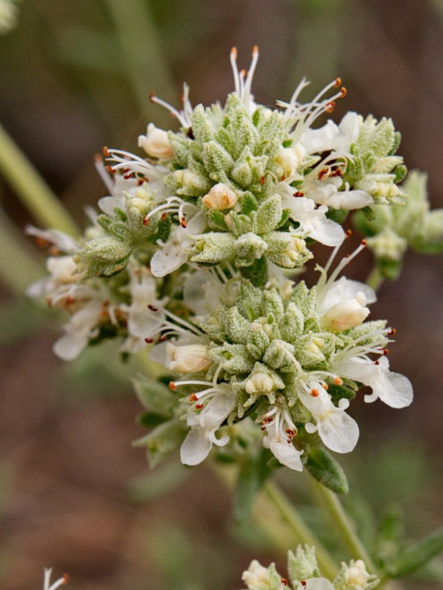 Teucrium edetanum Les Moles Paterna